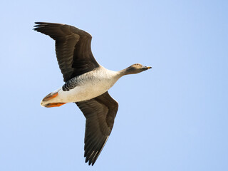 Bean Goose