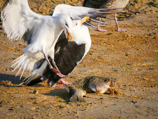 Two seagulls fighting over fish
