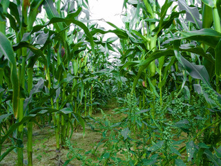 Ein Maisfeld in der Uckermark