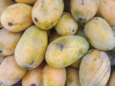 yellow mango fruit pile pattern.Mangifera indica fruit pile pattern