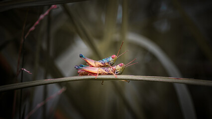 close up of a pair of mating grasshoppers