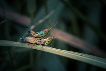 A pair of mating grasshoppers, grasshopper on a leaf