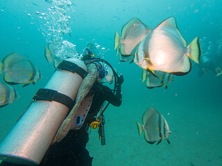 School of Platax teira, Longfin spadefish, or batfish, and a SCUBA diver Puerto Galera,...
