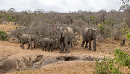 elephants in the savannah, South Africa