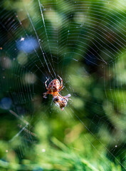 Spider Catching Prey- Capture the moment a spider catches its prey in its web, vertical photo. A spider centered on its intricate web against a blurred green background.