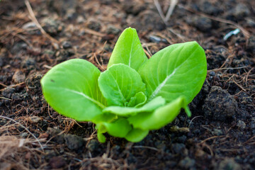 Fresh lettuce from organic farm. Green lettuce in greenhouse farm.
Close up of vegetable plants. Hydroponic vegetable farm growing in soil. Drip system.