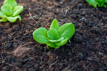 Lettuce grown in raised beds. Organic farming. Organic lettuce grown on the ground on the farm.