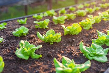 Lettuce grown in raised beds. Organic farming. Organic lettuce grown on the ground on the farm.