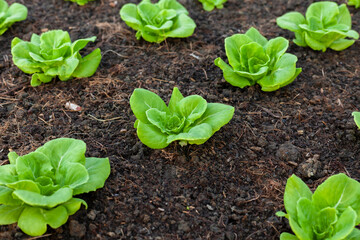 Lettuce grown in raised beds. Organic farming. Organic lettuce grown on the ground on the farm.