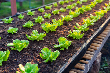 Lettuce grown in raised beds. Organic farming. Organic lettuce grown on the ground on the farm.