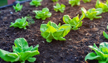 Fresh lettuce from organic farm. Green lettuce in greenhouse farm.
Close up of vegetable plants. Hydroponic vegetable farm growing in soil. Drip system.