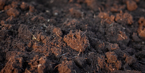 Soil for growing seedlings, vegetables in the nursery. Soil mixture with manure, husks, coconut husks, fermented before planting. Close-up photo of soil. Soil preparation