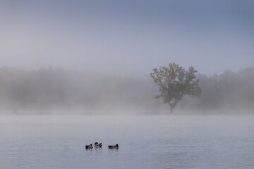 Three duck swimming on pond with loneliness tree and fog. Czech autumn landscape background