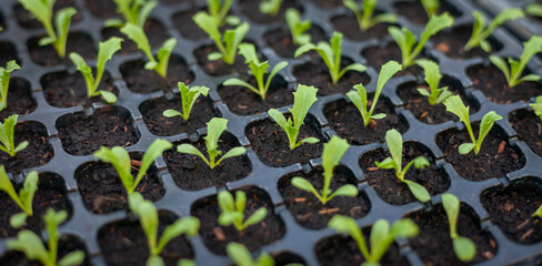Growing seedlings in trays. Plants are growing from seeds in trays in a nursery. Photo of plants in the background is sunlight. Seedlings in seed trays.