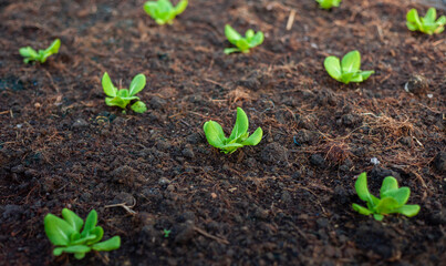Lettuce grown in raised beds. Organic farming. Organic lettuce grown on the ground on the farm.