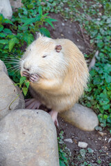 Large white satisfied nutria holds leaves in its paws and eats them.Vertical portrait of young white albino nutria Myocastor coypus 