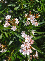 Delicate pink and white oleander flowers blooming amidst vibrant green foliage in a sunny garden...
