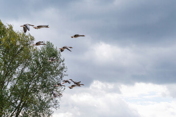 goose immigration migration group flock of birds