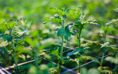 green grass in the garden