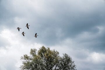 goose immigration migration group flock of birds