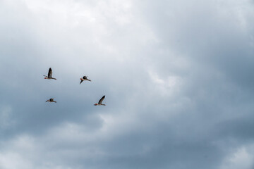 goose immigration migration group flock of birds