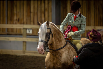 Girl riding her Section D palomino Welsh cob stallion in a indoor arena being presented her rosette and sash by the judge after winning the championship