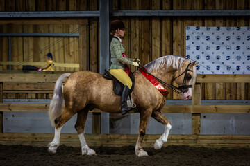 Girl riding her Section D palomino Welsh cob stallion and trotting around the arena after winning...