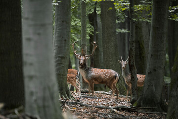 Dama dama and an important period of the year, the female rut. 
