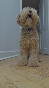 Adorable toy poodle dog vertical