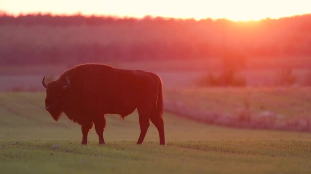 Mammals - wild nature European bison ( Bison bonasus ) Wisent bull standing on the autumn field sundown North Eastern part of Poland, Europe Knyszynska Primeval Forest