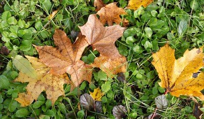 autumn leaves in the park