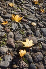 autumn leaves in the park