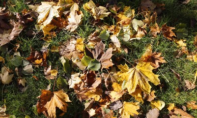 autumn leaves in the park