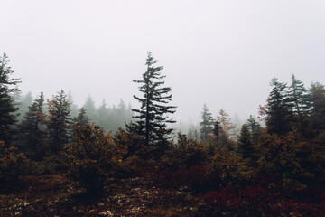 Foggy Evergreen Forest Creating Mysterious Ambiance