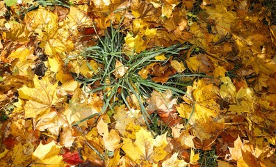autumn leaves in the park
