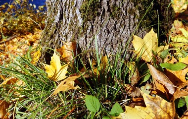 autumn leaves in the park