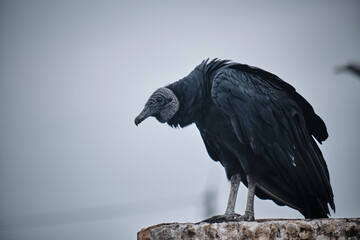 Jote de cabeza negra