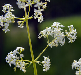 Galium grows in nature