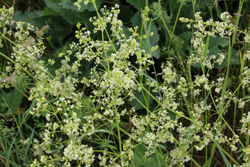 Galium grows in nature