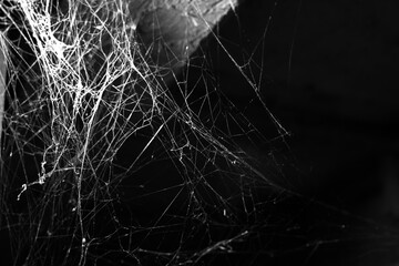 cobweb on a dark background
