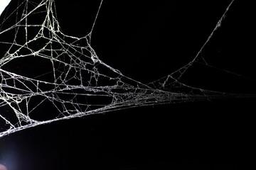 cobweb on a dark background