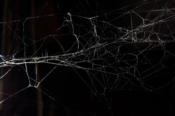 cobweb on a dark background