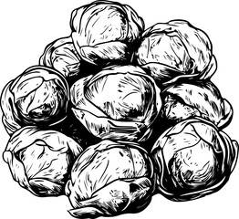 Naklejka premium Hand-drawn vector illustration of Brussels sprouts, showcasing intricate details and textures; perfect for culinary designs and recipes.