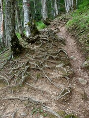 Forest trail with visible tree roots weaving through the path