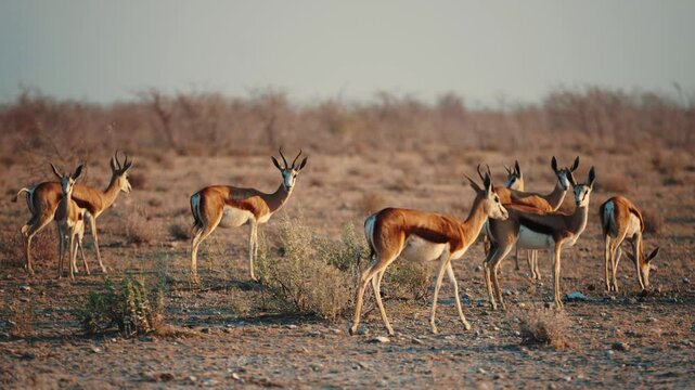 Head of grazing and browsing herd or group of springbok, impala, or springbuck antelope shading under a acacia tree in Etosha National Park, Namibia, Africa