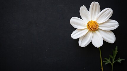 Obraz premium A white flower with a yellow center on a black surface, surrounded by green leaves on a stem