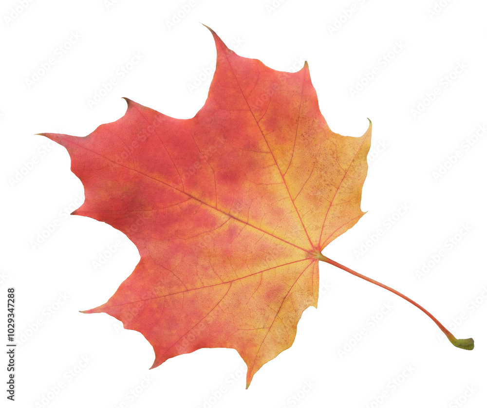 Aufkleber a leaf of a maple tree is shown in full color. the leaf is red and has a slightly brownish tint. the
