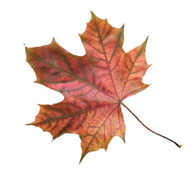 A leaf of a maple tree is shown in full color. The leaf is red and has a slightly brownish tint. The leaf is positioned on a white background, which makes the leaf stand out and appear more vibrant