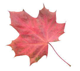 A leaf of a maple tree is shown in full color. The leaf is red and has a slightly brownish tint. The leaf is positioned on a white background, which makes the leaf stand out and appear more vibrant