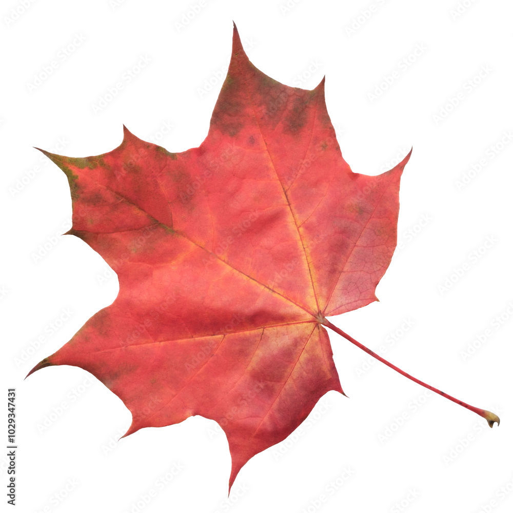 Aufkleber a leaf of a maple tree is shown in full color. the leaf is red and has a slightly brownish tint. the